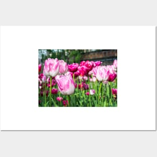 Pink tulips Posters and Art